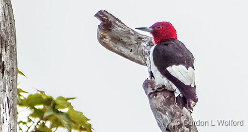 Red-headed Woodpecker_DSCF21217.jpg - Red-headed Woodpecker (Melanerpes erythrocephalus) photographed near Lindsay, Ontario, Canada.